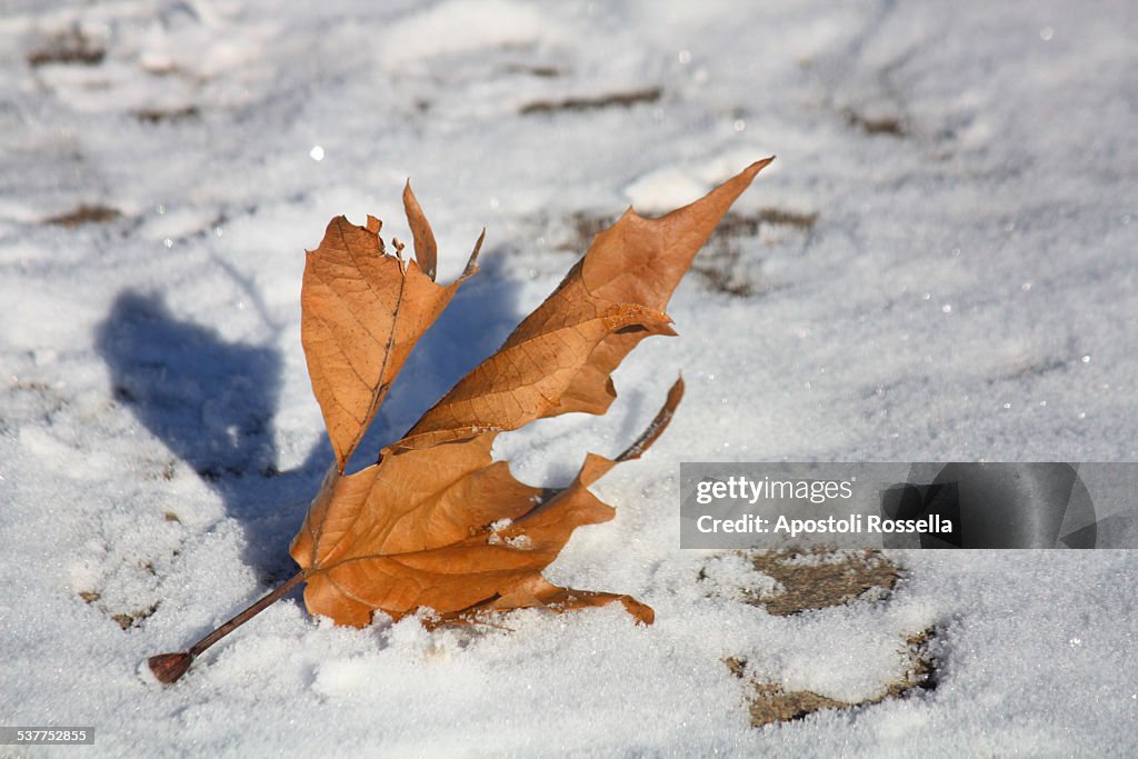 Leaf in the snow