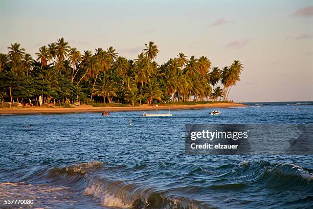 praia do forte - bahia - mata de são joão bildbanksfoton och bilder