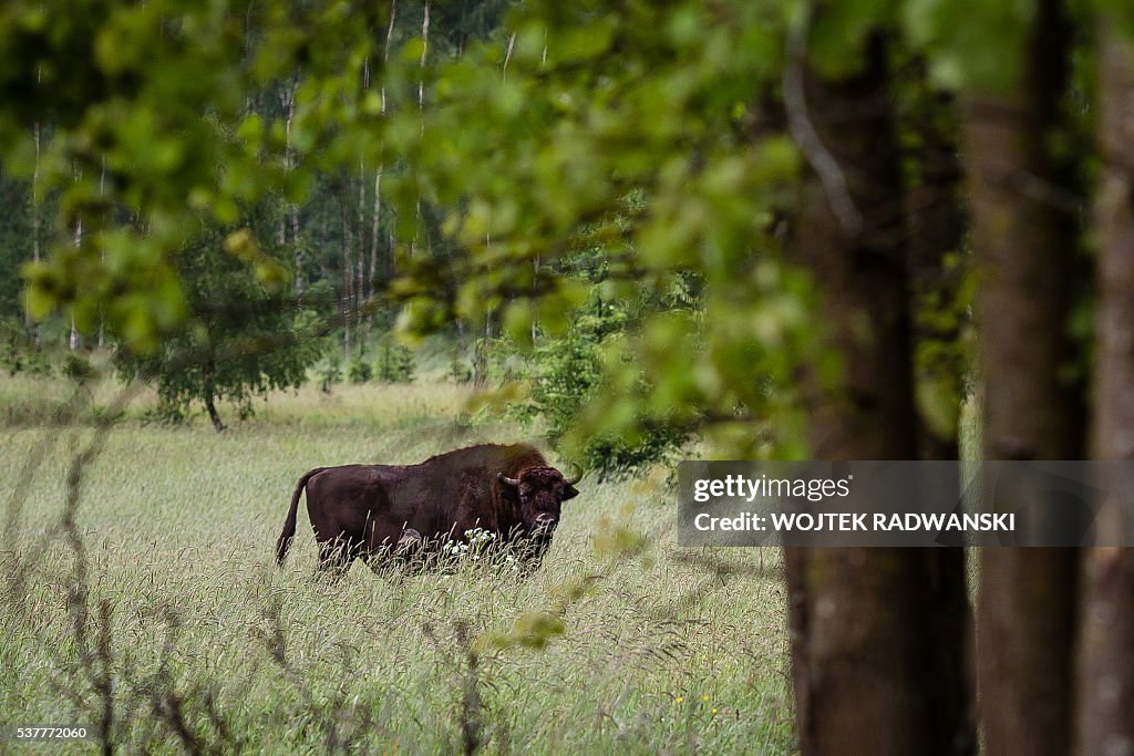 POLAND-BELARUS-ENVIRONMENT