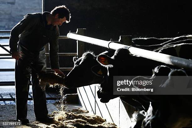 David Woolley, a farmer at Moscar Farm, suppliers of milk to Cropwell Bishop Creamery Ltd., producers of Stilton cheese, feeds his herd of dairy cows...
