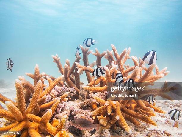 fine branching acropora with a school of humbug dascyllus damselfish - branching coral stockfoto's en -beelden