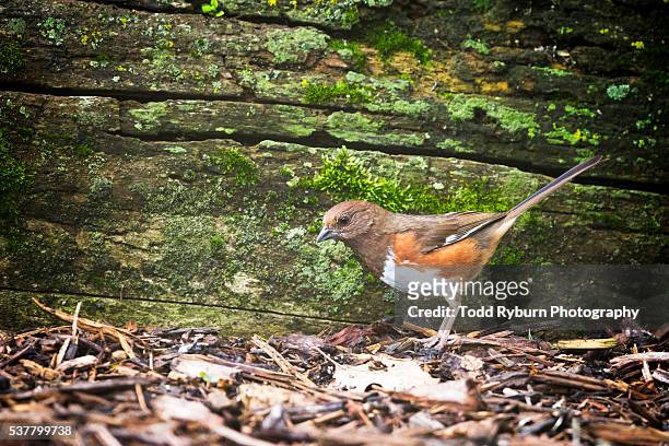 female towhee - towhee stock pictures, royalty-free photos & images