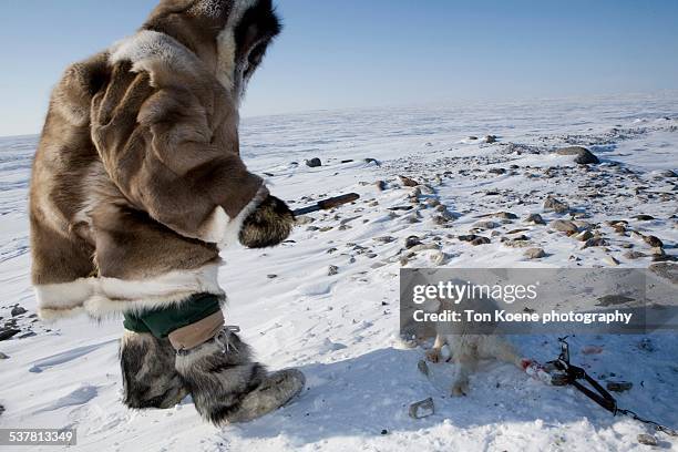 inuit hunting for snow foxes - inuit foto e immagini stock