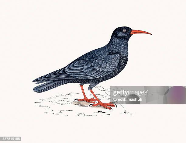 alpenkrähe vogel - crow bird stock-grafiken, -clipart, -cartoons und -symbole