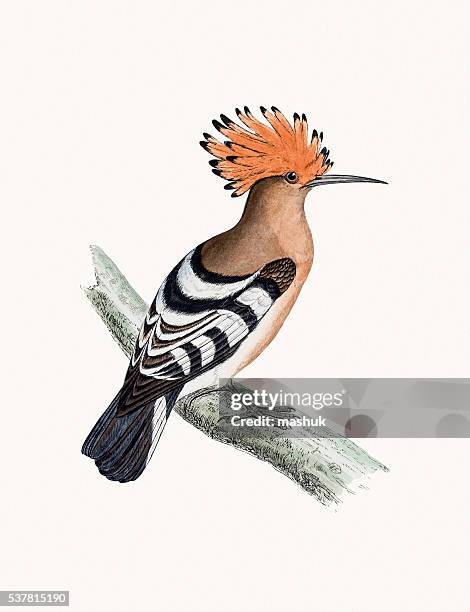 ilustraciones, imágenes clip art, dibujos animados e iconos de stock de abubilla pájaro - hoopoe