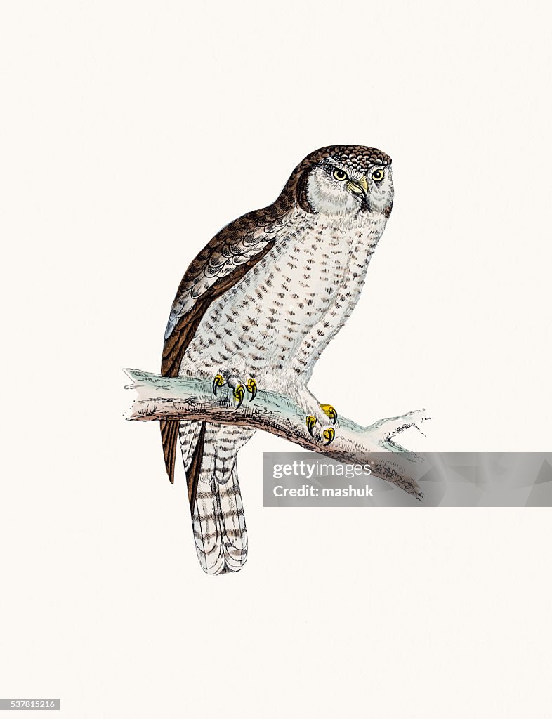 Hawk owl bird
