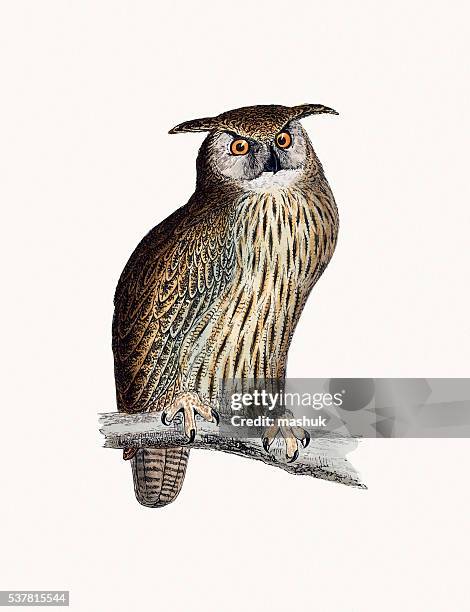 ilustrações de stock, clip art, desenhos animados e ícones de bufo pássaro - zoologia