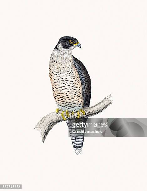 peregrine raubvogel - peregrine falcon stock-grafiken, -clipart, -cartoons und -symbole