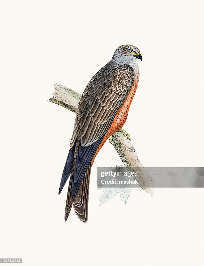 Black kite bird of prey