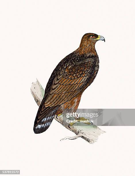 golden eagle bird of prey - golden eagle stock illustrations