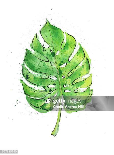 aquarell einer philodendron leaf. raster-illustration. - raster punkte stock-grafiken, -clipart, -cartoons und -symbole