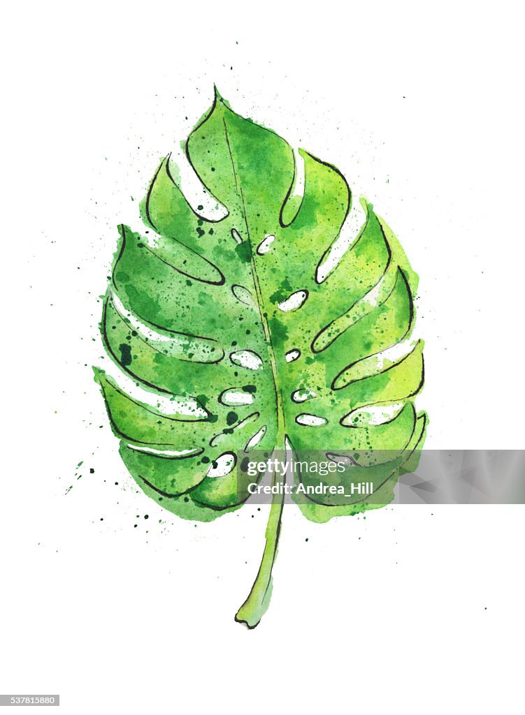 Watercolor Painting of a Philodendron Leaf. Raster Illustration.