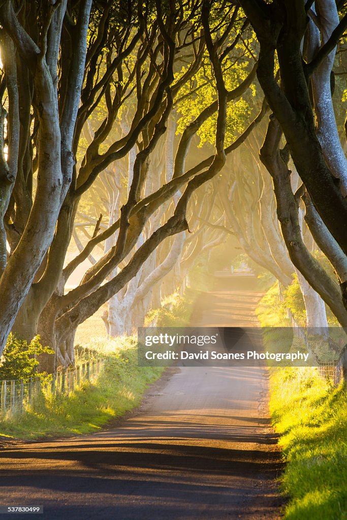 The Dark Hedges, County Antrim, Northern Ireland