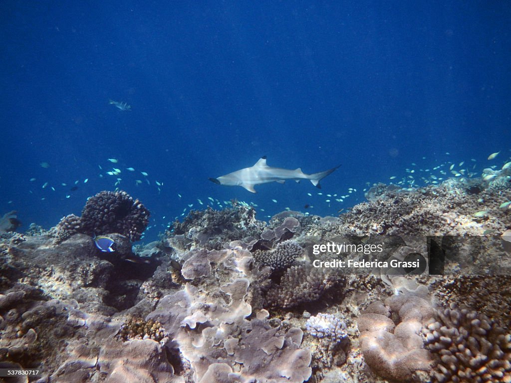 Blacktip Shark on Maldivian Reef
