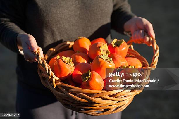 woman holding a basket of hachiya persimmons - amerikanische kakipflaume stock-fotos und bilder