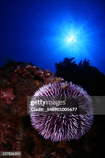Echinus Echinus