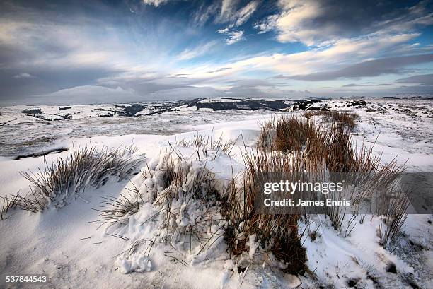 Tussock Rocks Tussock Grassland Photos and Premium High Res Pictures - Getty Images