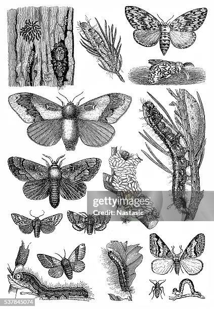 stockillustraties, clipart, cartoons en iconen met harmful forest insects - lasiocampidae