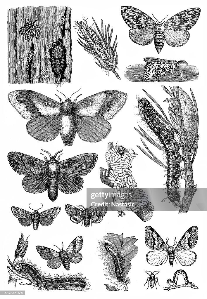 Harmful forest insects