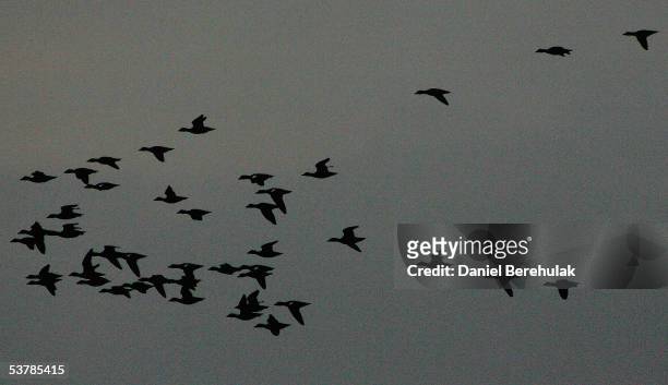 Skein of Geese fly over marshes on August 31, 2005 in Wells-Next-The-Sea, England. Claims that bird flu will arrive in the UK have sparked...