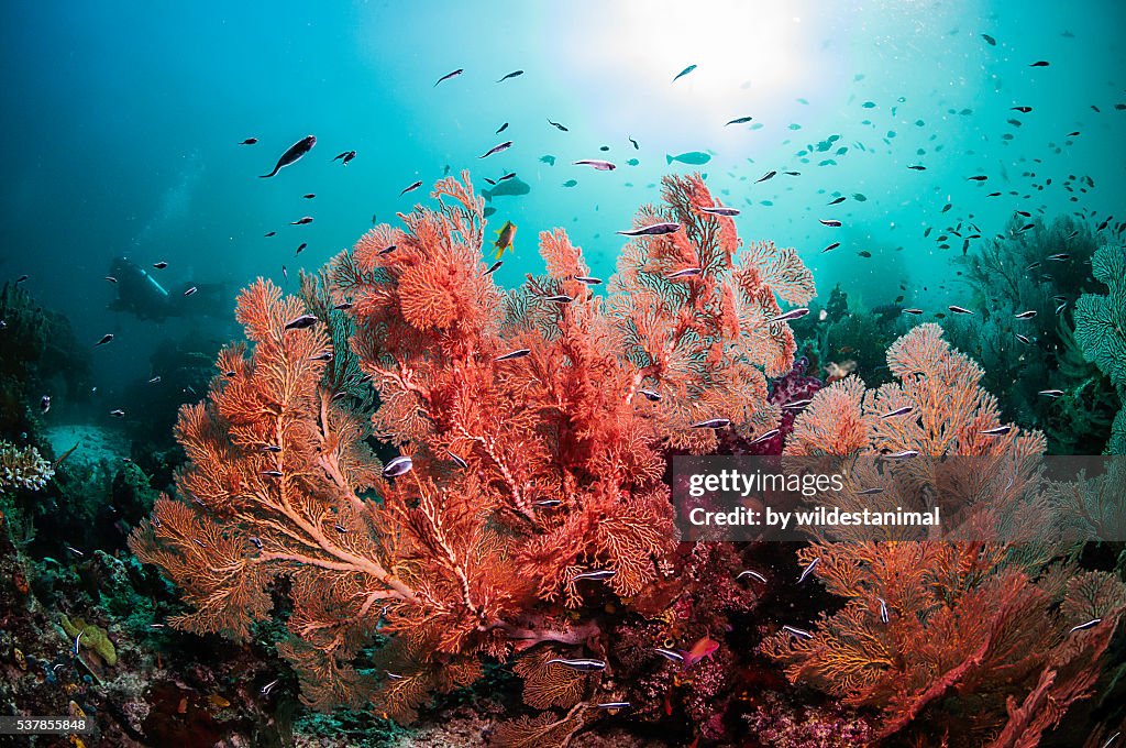 Sea Fans Against The Blue