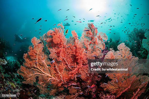 sea fans against the blue - coral colored stock pictures, royalty-free photos & images