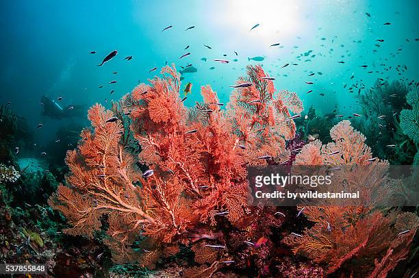 sea fans against the blue - coral bildbanksfoton och bilder