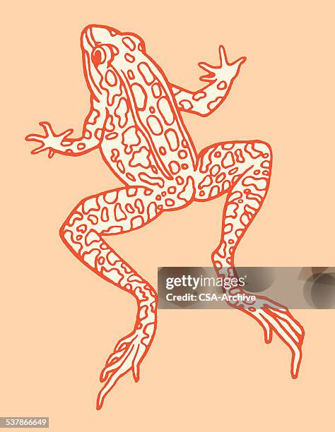 frog jumping - frog stock illustrations