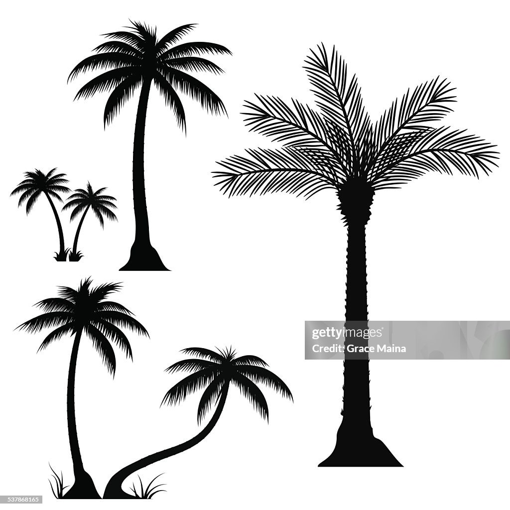 Parm Tree Vector Palm Tree Vector Png