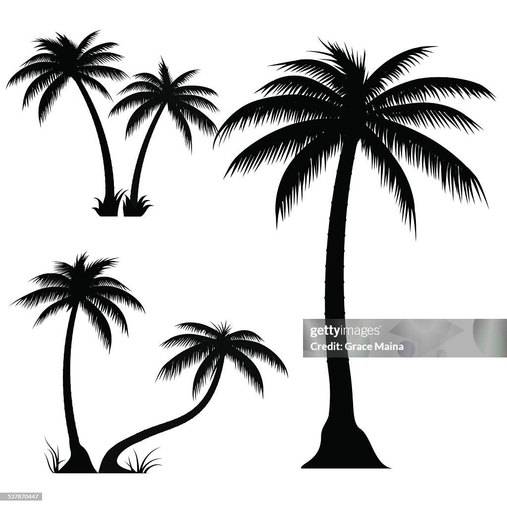 Palm trees - VECTOR