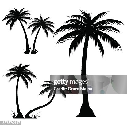 Palm trees - VECTOR Palm trees - VECTOR