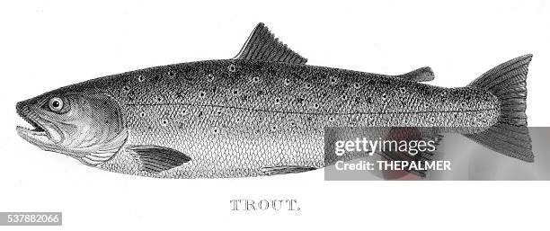 91点のニジマスイラスト素材 Getty Images 91点のニジマスイラスト素材 Getty Images