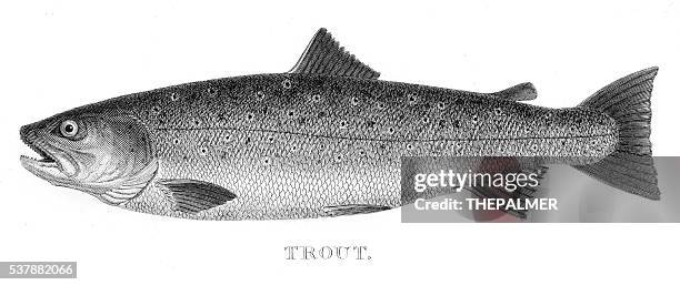 trout engraving 1802 - trout stock illustrations
