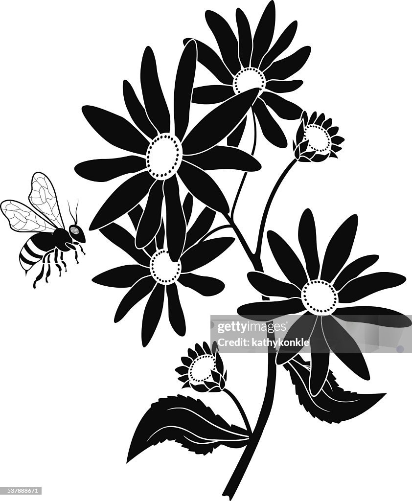 Black eyed susan and honey bee in black and white