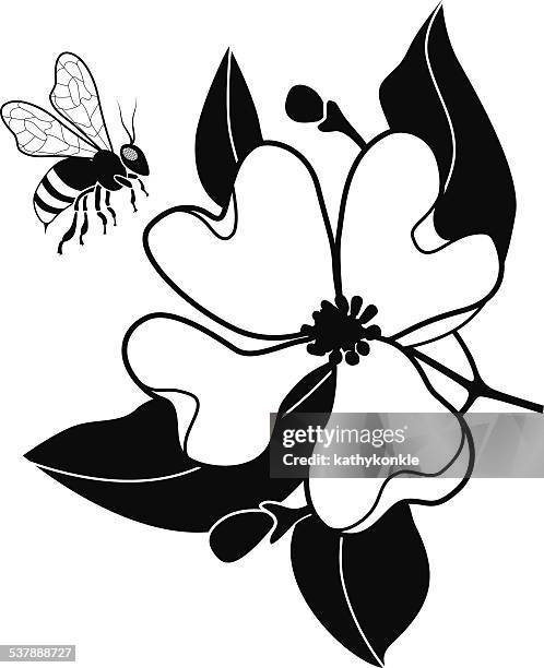 honig biene pollinating dogwood blume in schwarz und weiß - frühling pollen stock-grafiken, -clipart, -cartoons und -symbole