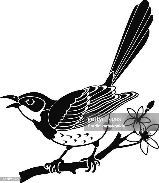 northern mockingbird perched on an orange tree branch - northern mockingbird stock illustrations