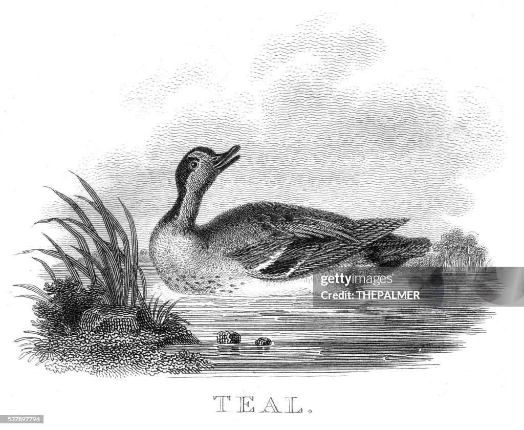 British teal duck engraving 1802