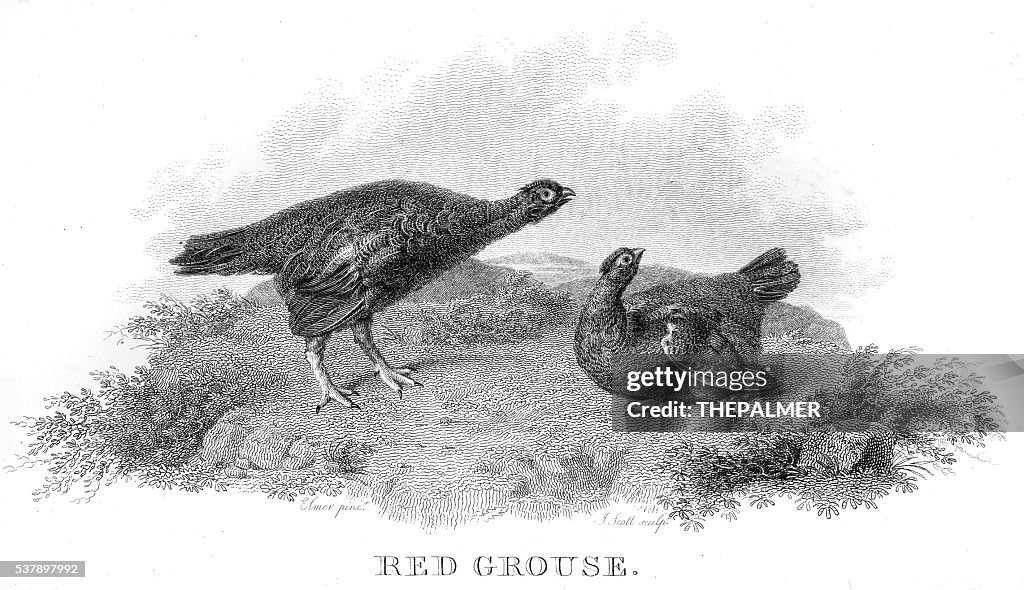 Red grouse engraving 1802