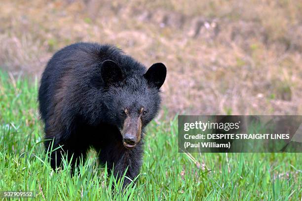 Trepidation Example 307 Trepidation Stock Photos, High-Res Pictures, and Images - Getty Images