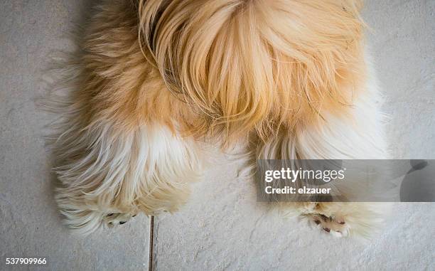 shih tzu - shih tzu stock pictures, royalty-free photos & images