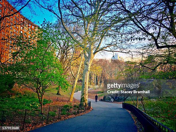 new growth in new york city's riverside park during springtime - riverside park manhattan stock pictures, royalty-free photos & images