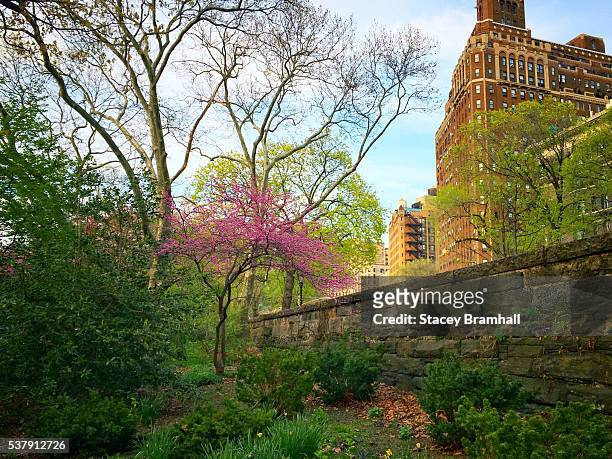 a blooming tree in new york city's riverside park during springtime - riverside park manhattan stock pictures, royalty-free photos & images
