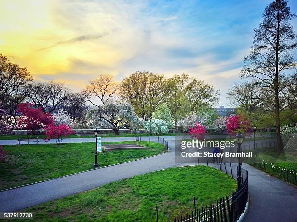 a couple walking in new york city's riverside park at sunset during springtime - riverside park manhattan stock pictures, royalty-free photos & images