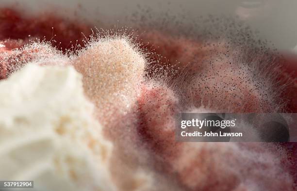 mold growing on out of date trifle - gelatin mold - fotografias e filmes do acervo