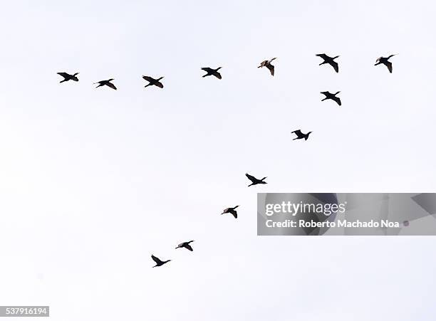 Triangular Bird 117 Shag Lake Stock Photos, High-Res Pictures, and Images - Getty Images