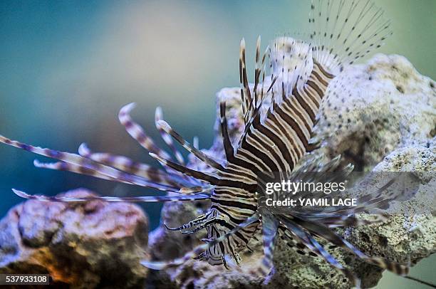 Lionfish is seen in a fish tank in Havana, on June 2, 2016. Cuba includes in its menu lionfish to combat this invasive and predatory species that...