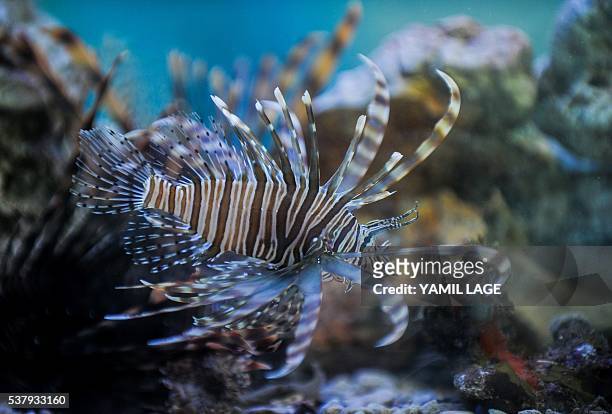 Cubans look at a lionfish in a fish tank in Havana, on June 2, 2016. Cuba includes in its menu lionfish to combat this invasive and predatory species...