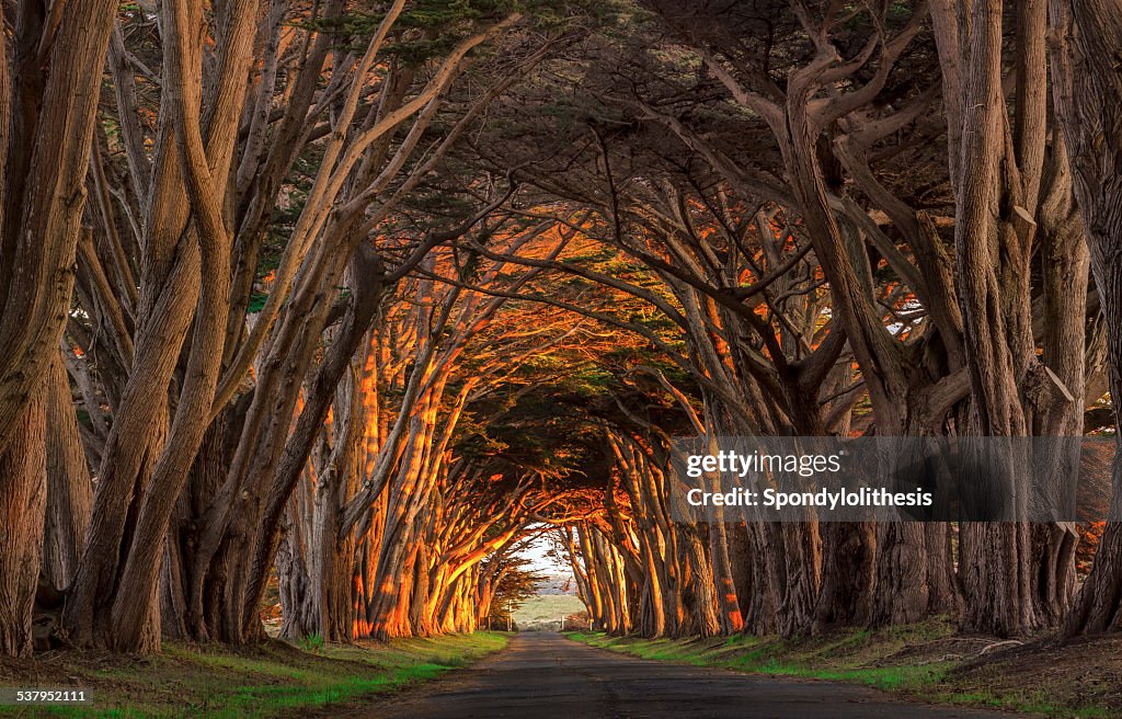 Point Reyes Cypress Tunnel at Sunset