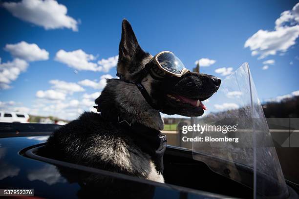 Dog named Winky sits in a trailer attached to a motorcycle owned by Sandy MacDonald, a crane operator who works in the oilsands, not pictured, in...