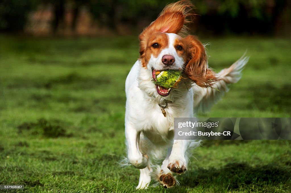 A happy working cocker spaniel dog playing